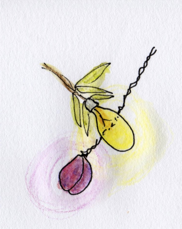 bulb and plum310